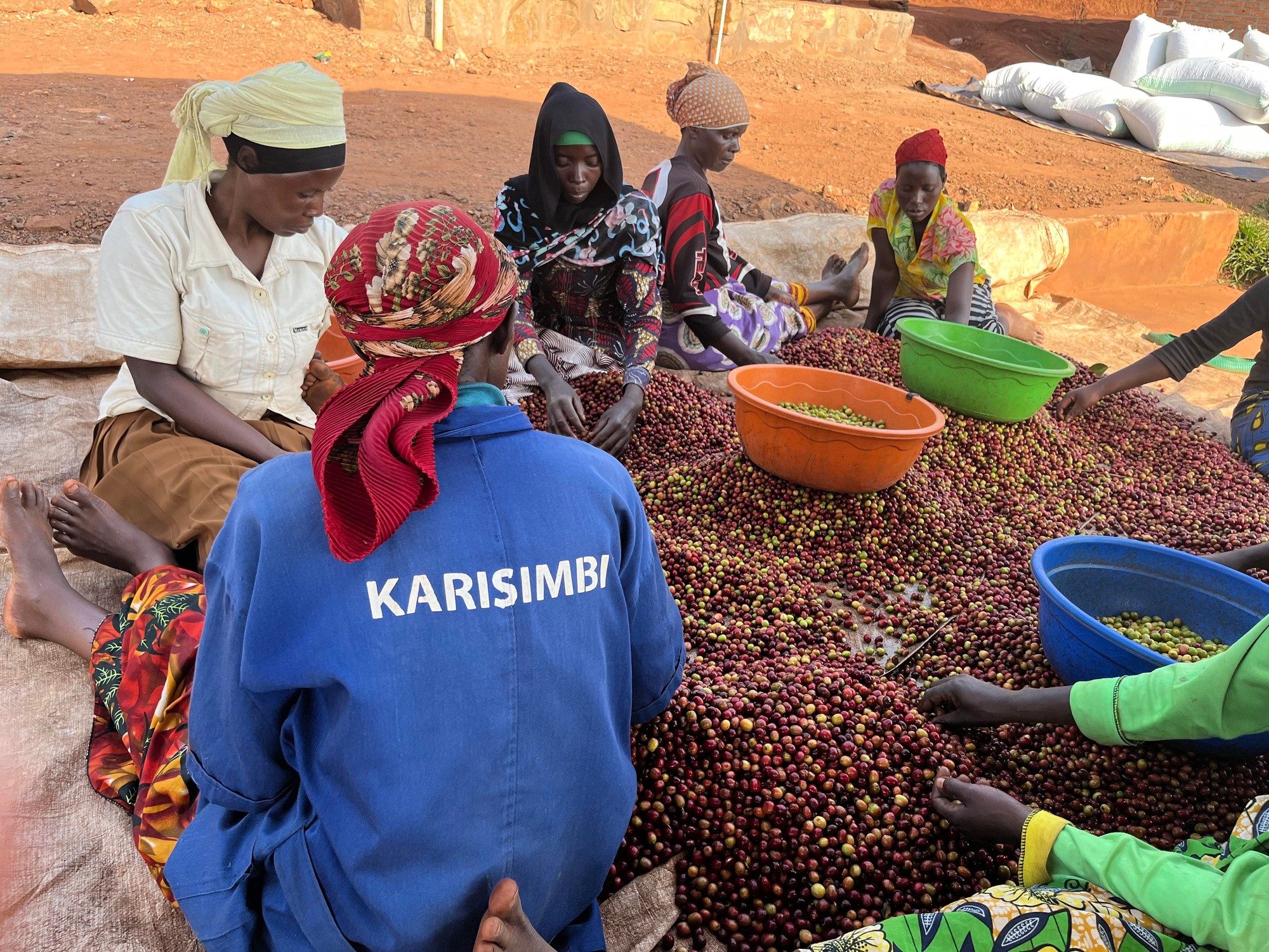 Women hand-sorting coffee cherries at a Kalisimbi Kiwieds washing station.