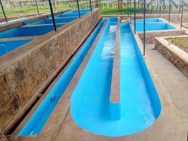 Blue-lined fermentation and washing channels at a Kalisimbi Kiwieds coffee washing station.