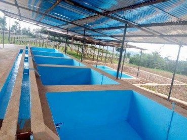 Soaking tanks under the covered processing bay at a Kalisimbi Kiwieds coffee washing station.