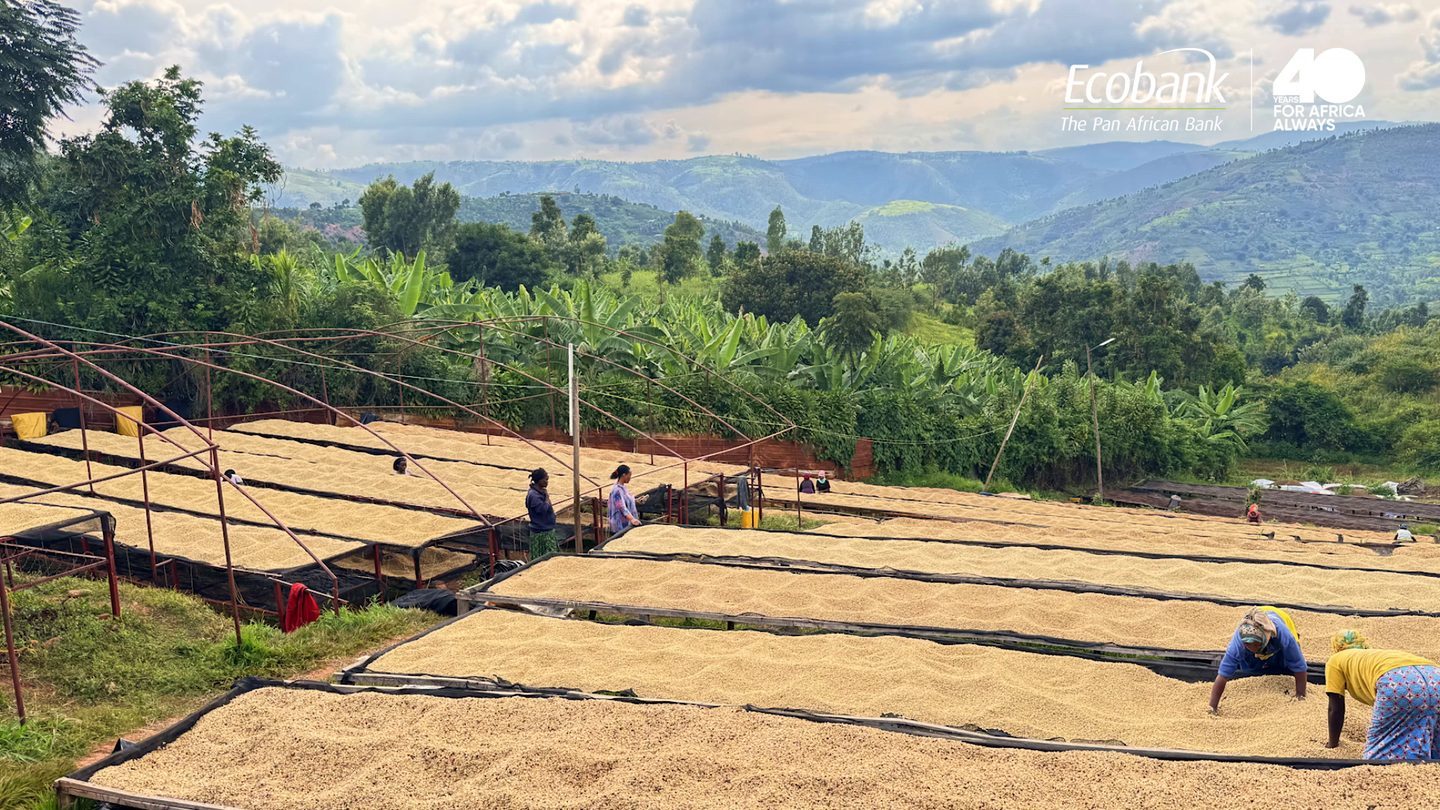 Rows of raised drying beds covered in parchment coffee at the washing station, with workers turning the beans and the highlands rising behind.