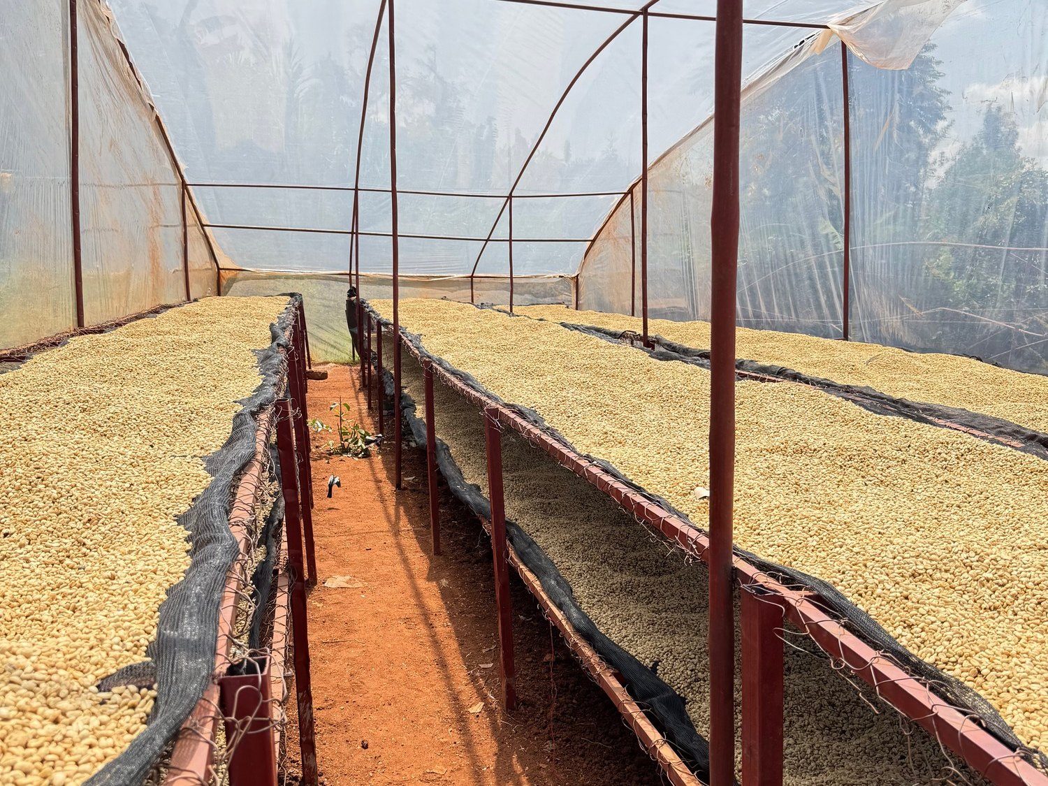 Inside one of Kalisimbi Kiwieds’ greenhouses in the volcanic highlands.