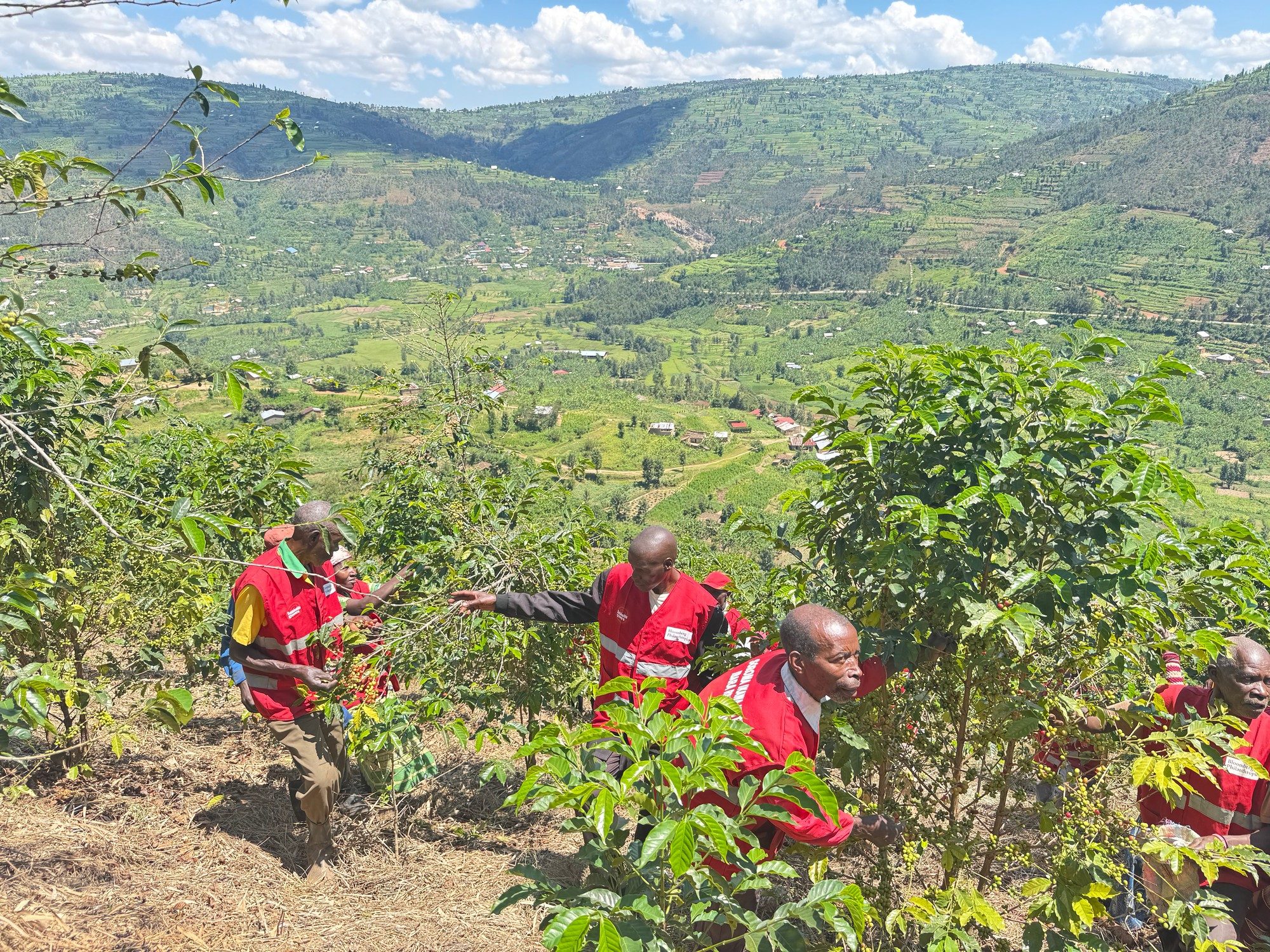 Farmers and the highland landscape that supplies Kalisimbi Kiwieds in northern Rwanda.