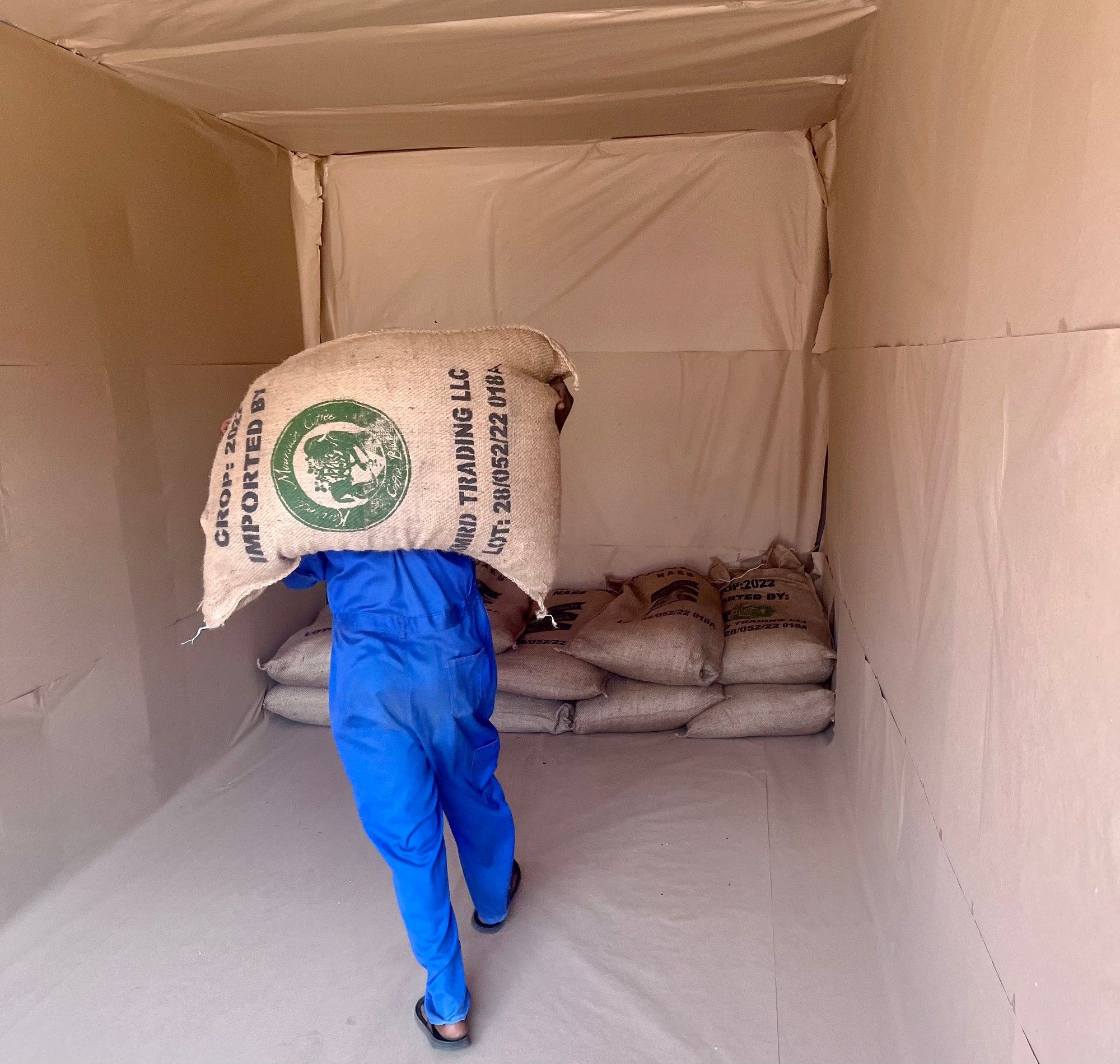 A worker in blue overalls carrying a jute sack of green coffee into a paper-lined shipping container, with more sacks stacked behind.